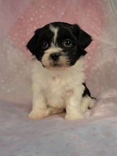 Female Shih tzu bichon (Teddy Bear) Puppy #18 Born December 7, 2011